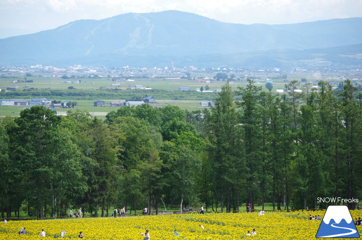 日本一のひまわり畑！北竜町ひまわりの里へカメラ旅